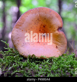 Prodotti commestibili lactarius volemus funghi nel bosco Foto Stock