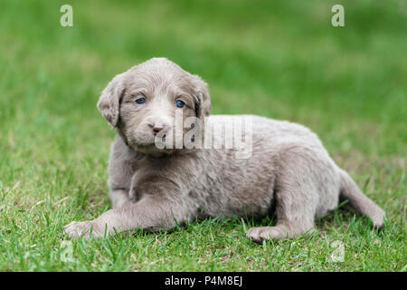 Longhair Weimaraner, cucciolo, longhaired Weimaraner, risiede nell'erba Foto Stock