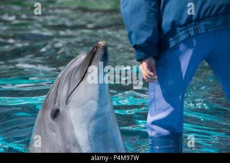 Un Tursiope interagisce con il suo trainer presso il porto di Nagoya Acquario pubblico in Nagoya, Giappone. Foto Stock