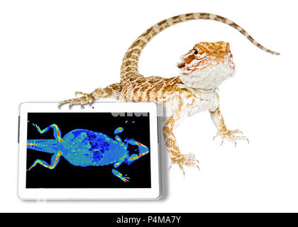 Drago Barbuto con la sua scansione tac in una compressa. Bianco di sfondo per studio. Veterinario esotici tomografia Diagnostica test scansione su un rettile.. Foto Stock