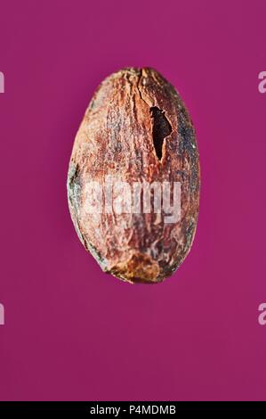 Una fava di cacao su una superficie di colore viola Foto Stock