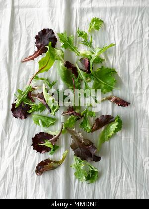 Vari miscelati giovani foglie di lattuga (visto da sopra) Foto Stock