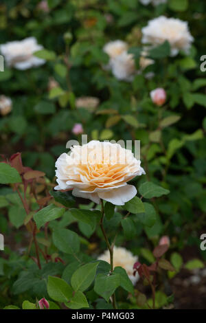 Rosa Giardino Inglese / Ausbuff. Old English rosa ad arbusto Foto Stock