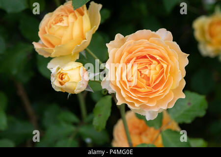 Rosa Molineux / Ausmol. Inglese rosa ad arbusto Foto Stock