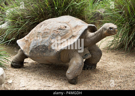 Una vecchia tartaruga galapagos nel giardino zoologico. Foto Stock