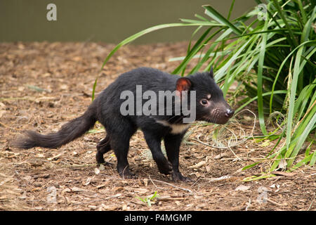 Un bambino diavolo della Tasmania nel giardino zoologico Foto Stock