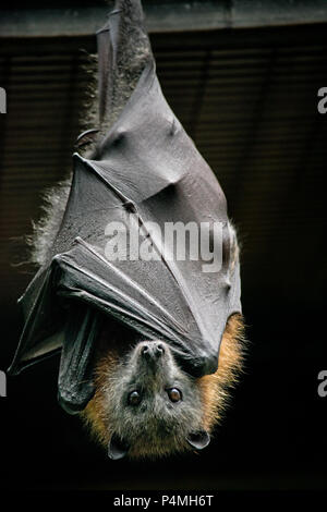 A testa grigia flying fox nella selvaggia australiana. Foto Stock