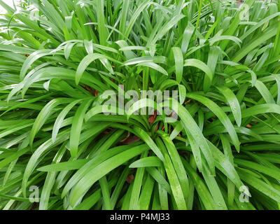 Lame lunghe di erba verde, piante verdi in bright day primavera naturale dello sfondo. Foto Stock