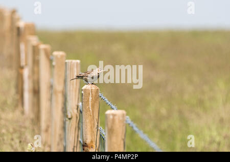 Allodola Alauda (arvense) appollaiato su un palo di legno Foto Stock