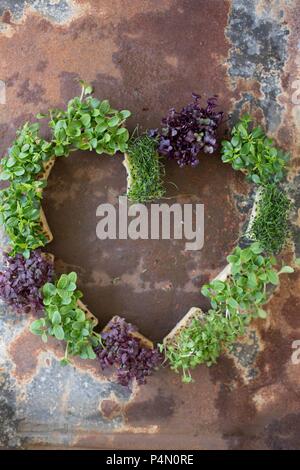 Differenti varietà di cress disposti in un cuore Foto Stock