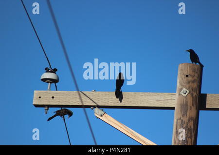 Tre uccelli appollaiarsi su un palo telefonico contro un luminoso cielo blu Foto Stock