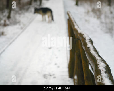 Brodge in legno in primo piano e un cane in sfondo sfocato Foto Stock