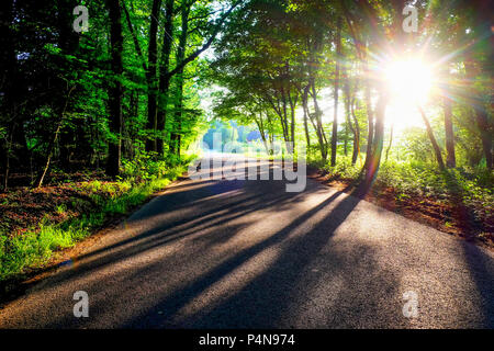 Un paese di lingua inglese lane in estate con una curva a sinistra, verdi lussureggianti alberi su ciascun lato il sole è basso e che brilla attraverso gli alberi lo di colata Foto Stock