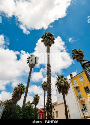 Ultra wide angle cercando sotto le fronde di Cocos nucifera palma da cocco sul cielo azzurro sfondo, catturato in Cascais, Portogallo Foto Stock