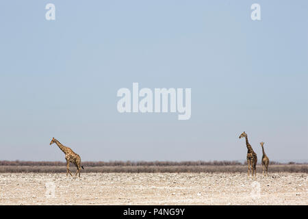 Tre le giraffe in piedi nel sud della savana africana Foto Stock