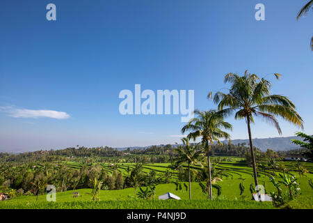 Due capanne in lussureggianti verdi risaie tarrace in Sidemen, Bali, Indonesia Foto Stock