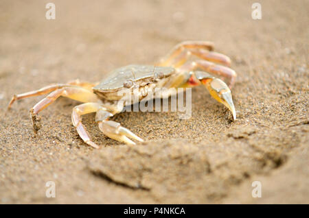Un granchio di mare corre a bassa marea lungo la spiaggia Foto Stock
