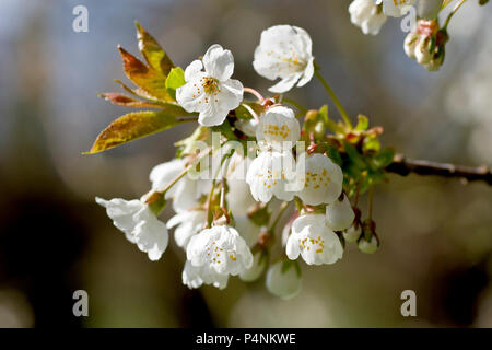 Fiore di ciliegio (prunus avium), primo piano di un singolo spruzzo isolato di fiori con leggera retroilluminazione. Foto Stock