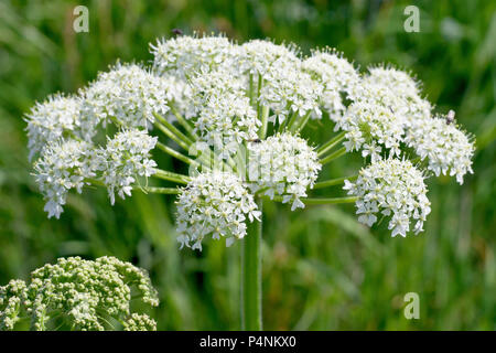 Hogweed o vacca pastinaca (heracleum sphondylium), in prossimità di uno dei grandi capi di fioritura. Foto Stock