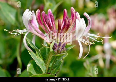 Caprifoglio (lonicera periclymenum), noto anche come Woodbine, close up di una singola testa di fioritura che mostra il dettaglio dei fiori. Foto Stock