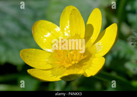 Lesser Celandine (ranunculus ficaria) close up di un unico fiore che mostra il dettaglio. Foto Stock