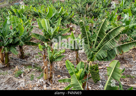 Il San Marco Beach in Icod de los Vinos, e piantagione di banane farm visto da sopra Foto Stock