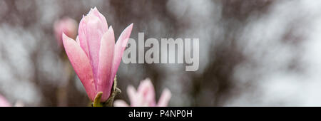 Banner con albero dei tulipani fiori Foto Stock