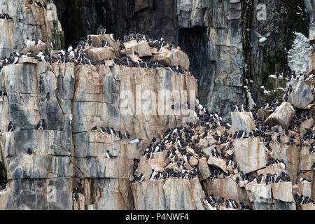 Norvegia Isole Svalbard, Nordaustlandet, Hinlopenstrete. Brunnich's guillemots (Uria lomvia) sito di nidificazione a Alkefjellet. Dettaglio delle scogliere di nidificazione. Foto Stock