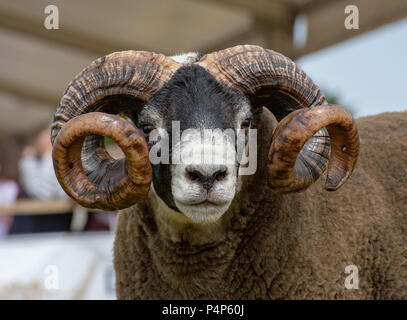 Il campione del mondo Blackface pecore presso il Royal Highland Show, un tup esposti da John Wight e figlio. Il Blackface è il più numeroso di pura razza di pecore in Gran Bretagna. Credito: John Eveson/Alamy Live News Foto Stock