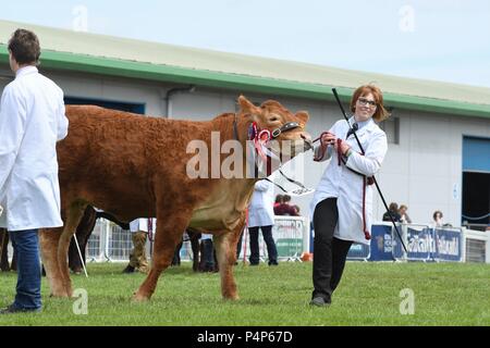 Edimburgo, Regno Unito, 23rd giugno 2018. Royal Highland Show, Edimburgo, Scozia: 23 giugno 2018: Festeggiamenti come Niaomi, una giovenca del Limousin di Grahams Dairy è resa campione interbreed il terzo giorno del Royal Highland Show, Edimburgo. Credit: Kay Roxby/Alamy Live News Foto Stock