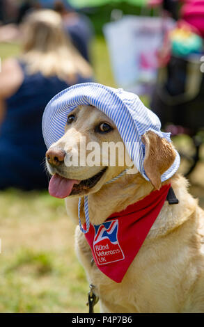 Brighton Regno Unito 23 Giugno 2018 - Zara il Labrador indossa un recupero di cappello come lei gode di una bella giornata di sole in Brighton il Pavilion Gardens dove stava aiutando il denaro per i veterani ciechi UK con temperature dilagano in tutta la Gran Bretagna nei prossimi giorni di credito: Simon Dack/Alamy Live News Foto Stock