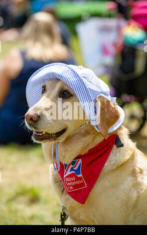 Brighton Regno Unito 23 Giugno 2018 - Zara il Labrador indossa un recupero di cappello come lei gode di una bella giornata di sole in Brighton il Pavilion Gardens dove stava aiutando il denaro per i veterani ciechi UK con temperature dilagano in tutta la Gran Bretagna nei prossimi giorni di credito: Simon Dack/Alamy Live News Foto Stock