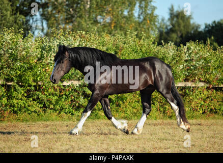 Shire progetto cavallo stallone in estate farm Foto Stock