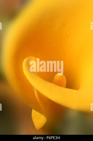 Gialla singola Calla Lily fiore, riprese macro, con sfondo sfocato, Zantedeschia aethiopica (Arum lily) Foto Stock