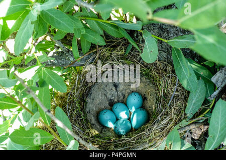 Turdus philomelos uova nel nido, Song Thrush uova nel nido Blue Bird Eggs Nest Shrub Nature Animal Wildlife Spring May Foto Stock