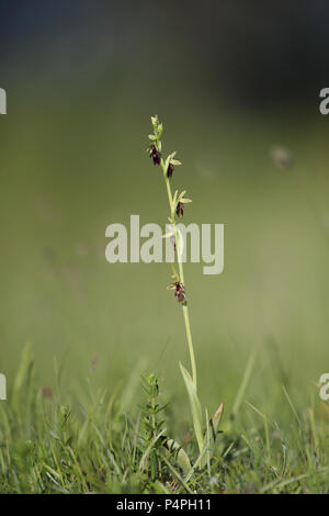 Blooming Fly orchid (Ophrys insectifera) a Knisa Mossa, Öland, Svezia Foto Stock