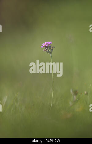 Bird's-eye primrose (Primula farinosa) fotografati a Knisa Mossa, Öland, Svezia Foto Stock