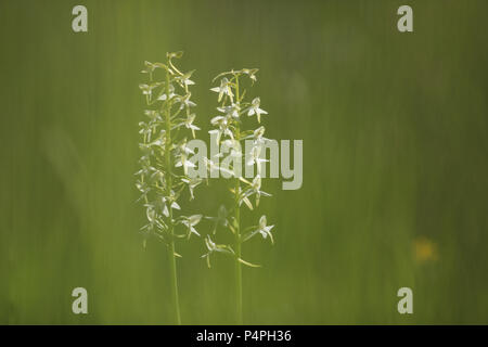 Minor butterfly-ORCHIDEA (Platanthera bifolia) su öland, Svezia Foto Stock