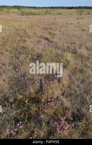 La parsimonia (Armeria maritima) sulle praterie costiere vicino Byrum, Svezia Foto Stock