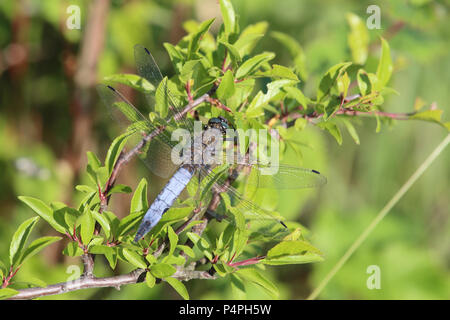 Nero-tailed skimmer (Orthetrum cancellatum) a Knisa mosse, Öland, Svezia Foto Stock