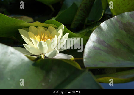 La nymphaea marliacea chromatella in controluce al tramonto nel giardino botanico Foto Stock