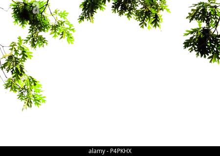 Foglie di quercia bianca isolata su bianco per una immagine di sfondo con un sacco di spazio per il testo Foto Stock