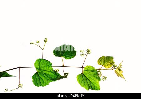 Immagine di sfondo di un vitigno moscato con piccoli frutti di bosco nella primavera isolato su bianco con abbondanza di spazio per il testo Foto Stock