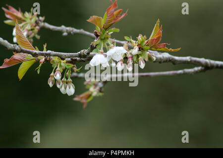 Biancospino blossom catturati mentre passando attraverso Biddulph Grange Gardens ma può essere trovato in molti siepi antiche Foto Stock