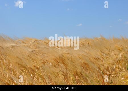 Vista frontale di un dorato campo di grano le orecchie del vento con cielo blu sullo sfondo Foto Stock