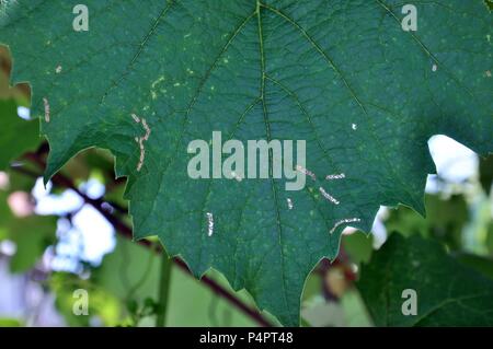 Il verde di foglie di vite mangiato da parassiti, close up Foto Stock