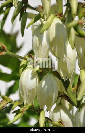 Close-up di Adam's ago (Yucca filamentosa) fiore in una giornata di sole Foto Stock