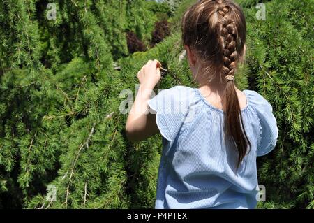 Bella bianca ragazza bionda, 7-9, capelli aggrovigliati, 8 anni, toccando rami di pino nel parco, retro ritratto, vicino il fuoco selettivo, spazio di copia Foto Stock