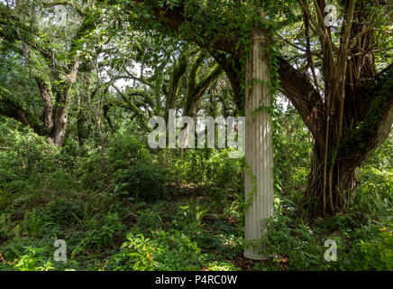 Foresta di lecci (Quercus virginiana) contemplati nella risurrezione fern (Pleopeltis polypodioides) con la vecchia colonna di pietra, pilastro - Lunga naturale chiave Foto Stock