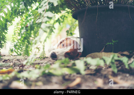 Piccolo cucciolo beagle dormire in natura Foto Stock